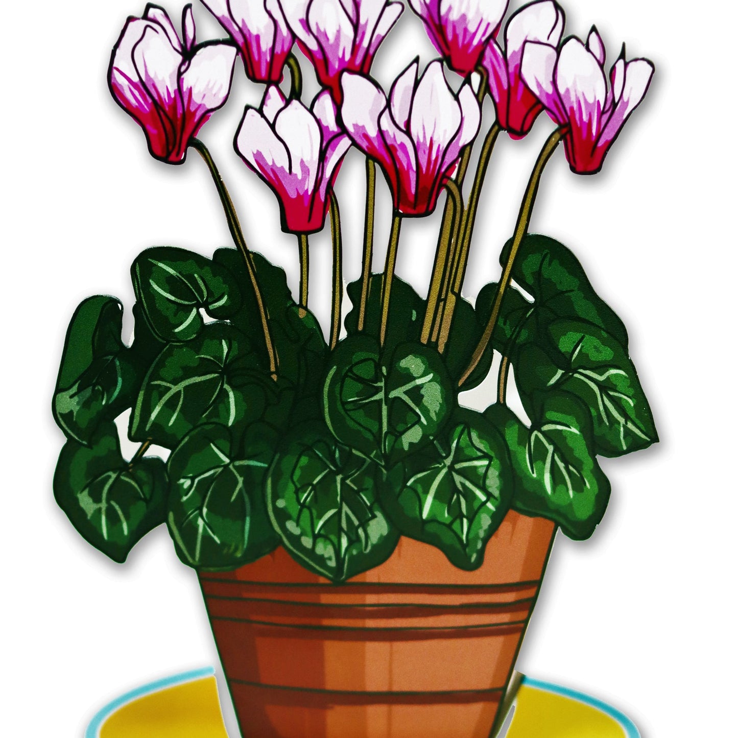 עציץ רקפות - תמונה 3