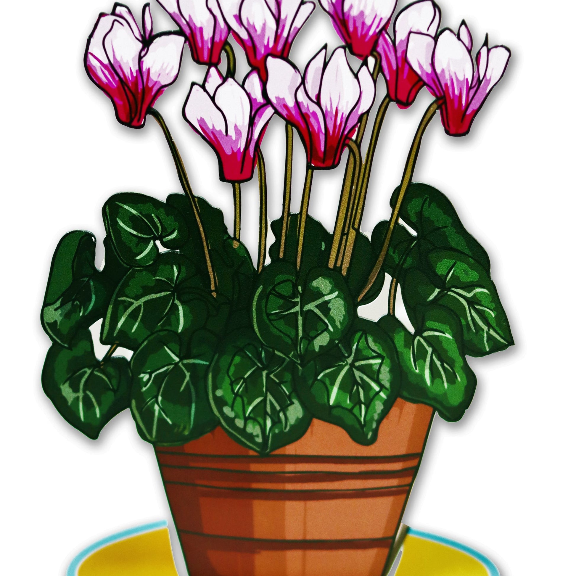 עציץ רקפות - תמונה 3