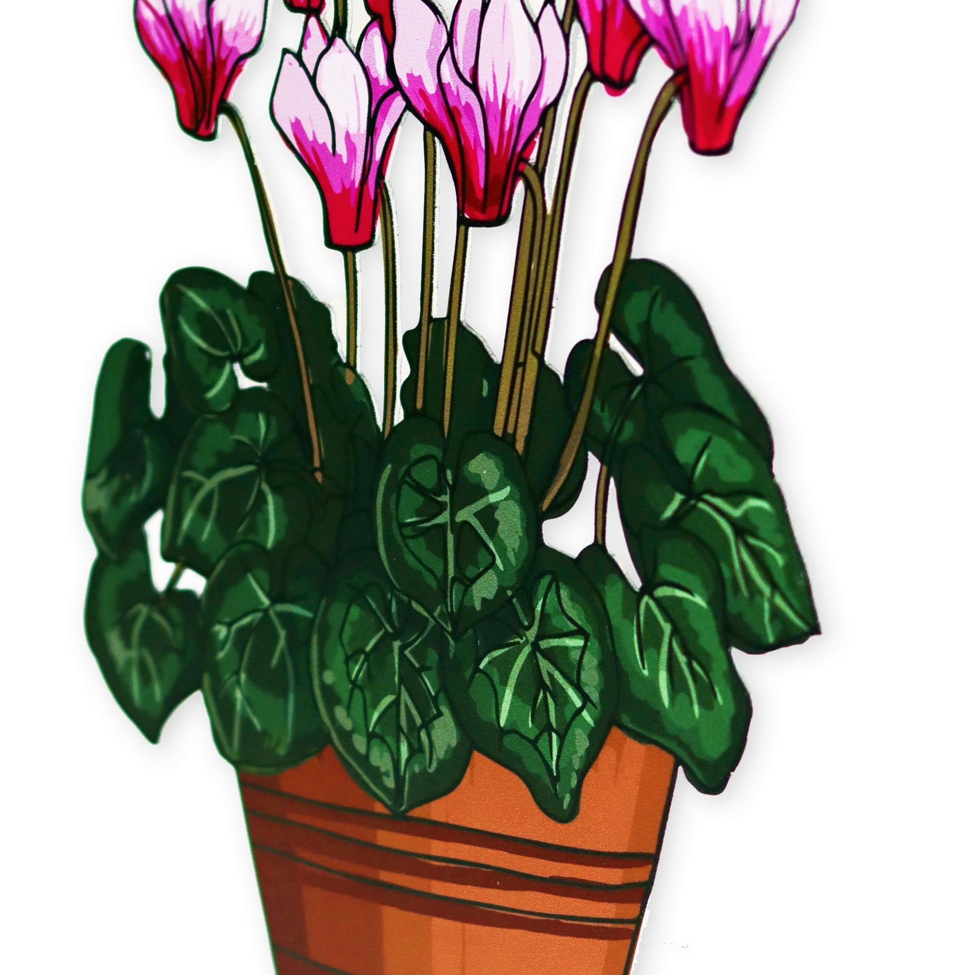 עציץ רקפות - תמונה 4